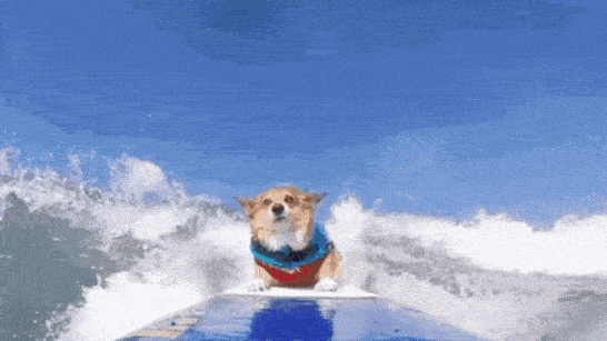 chien qui surfe